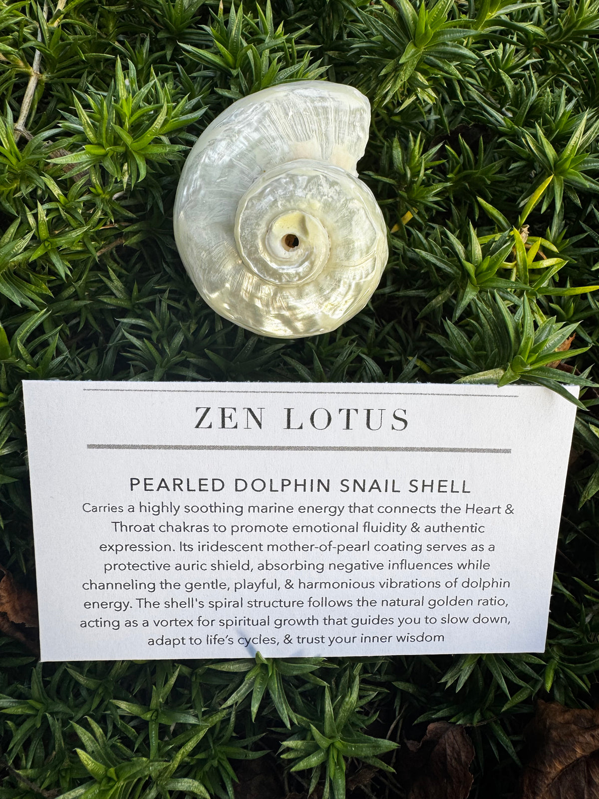 Pearled Dolphin Snail Shell Crystal Car Vent Clip