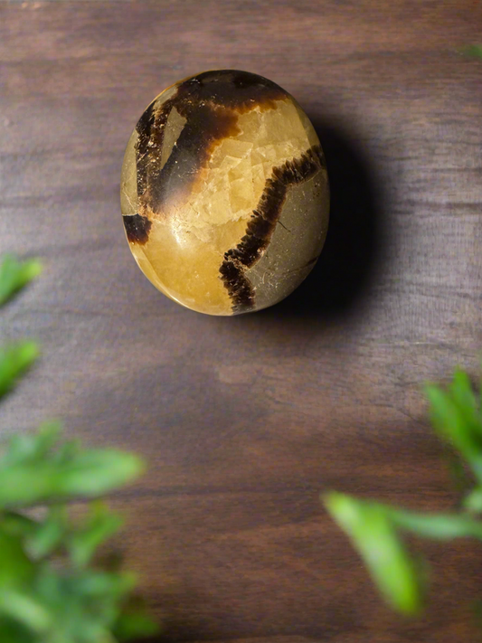 Septarian Palm Stone